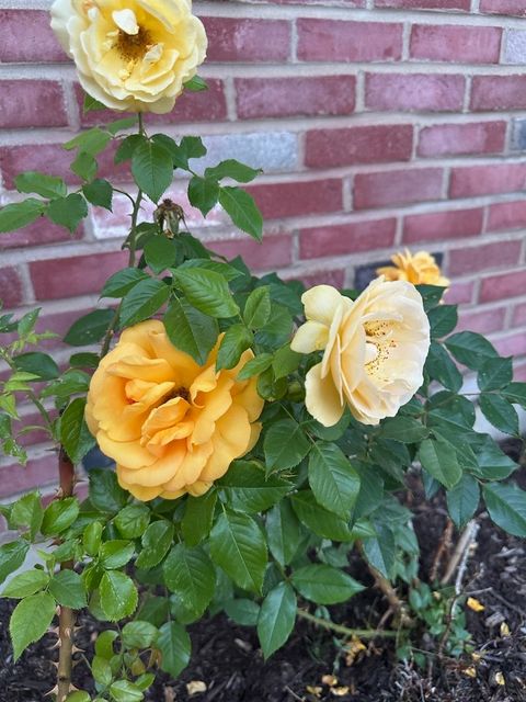 Tiny photo for 640 Sanders Court, Gurnee, IL 60031 (MLS # 12541562)