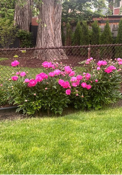 Tiny photo for 1507 Clinton Place, River Forest, IL 60305 (MLS # 12571027)