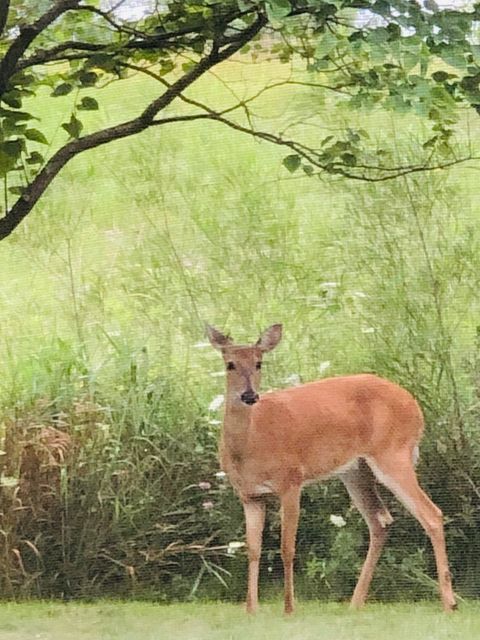 Tiny photo for 1571 Amos Bennett Street, Grayslake, IL 60030 (MLS # 12612720)