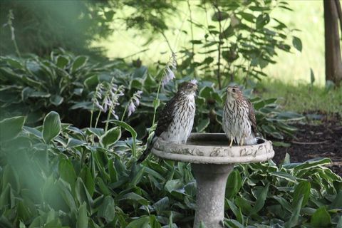 Tiny photo for 6136 Hidden Oak Drive, Crystal Lake, IL 60012 (MLS # 12594754)