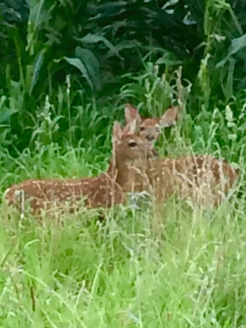 Tiny photo for 48 Indian Hills Drive, Putnam, IL 61560 (MLS # 12606938)