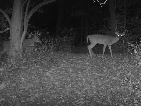 Tiny photo for 5180 W Cantrell Street, Decatur, IL 62522 (MLS # 12497624)