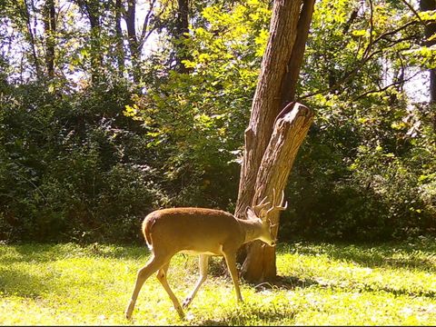 Tiny photo for 5180 W Cantrell Street, Decatur, IL 62522 (MLS # 12497624)