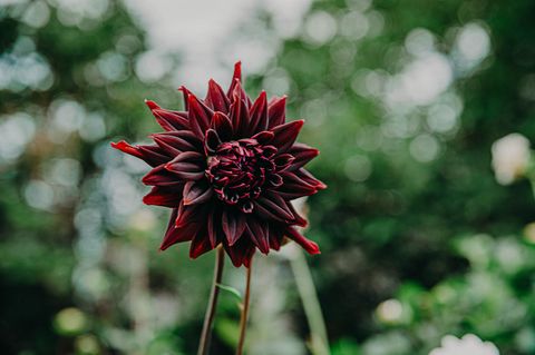 Tiny photo for 345 e market Street, Somonauk, IL 60552 (MLS # 12477383)