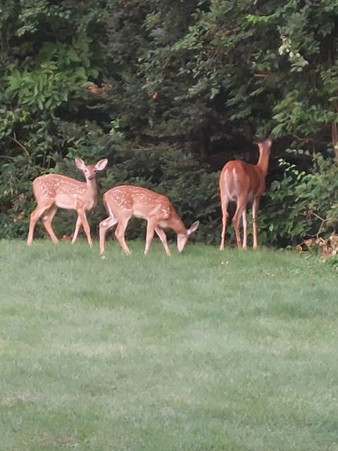 Tiny photo for 400 Crestview Road, Fox River Grove, IL 60021 (MLS # 12504209)