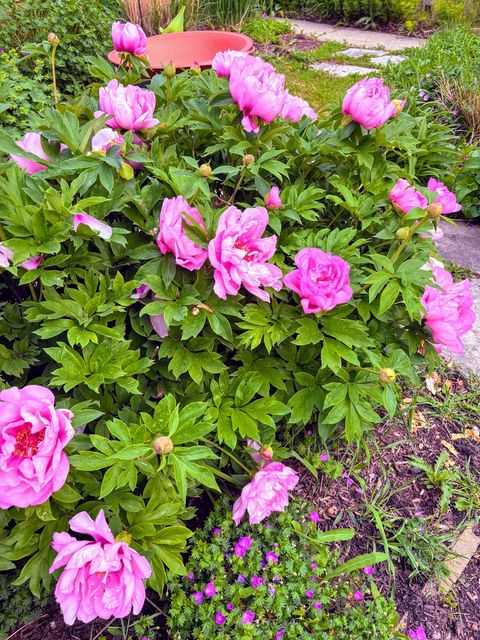 Tiny photo for 8136 Kenton Avenue, Skokie, IL 60076 (MLS # 12618842)