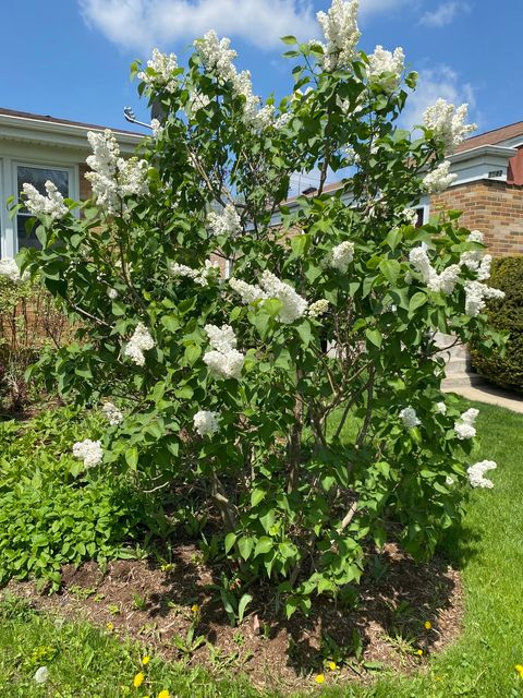 Tiny photo for 8136 Kenton Avenue, Skokie, IL 60076 (MLS # 12618842)