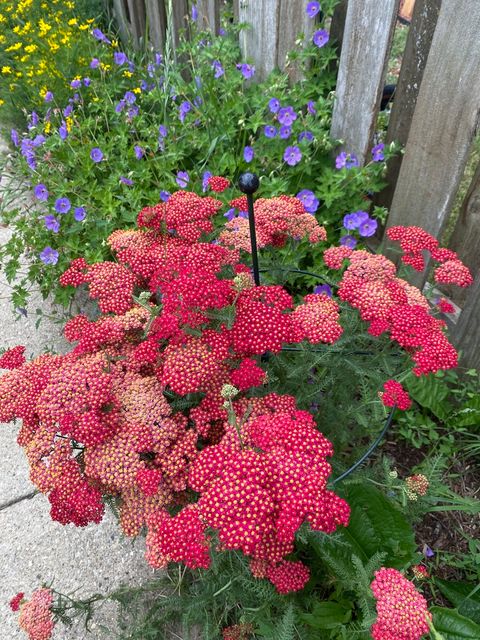 Tiny photo for 8136 Kenton Avenue, Skokie, IL 60076 (MLS # 12618842)