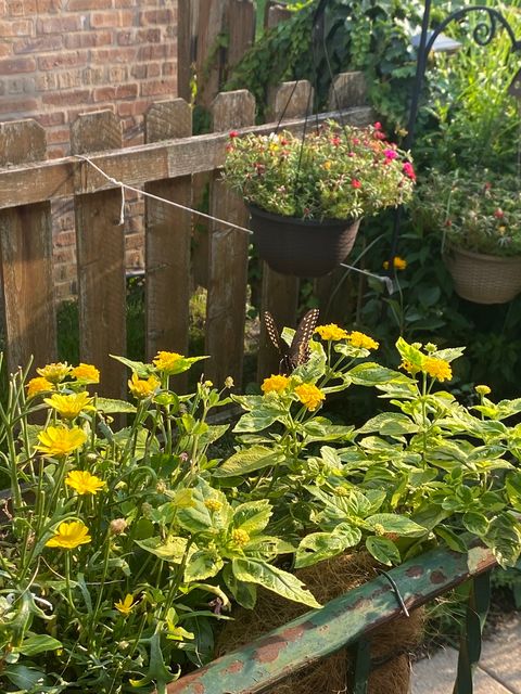 Tiny photo for 8136 Kenton Avenue, Skokie, IL 60076 (MLS # 12618842)