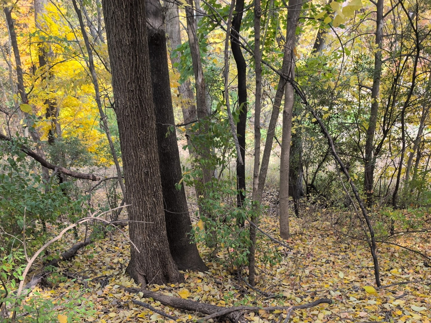 1213 W Park Front Street