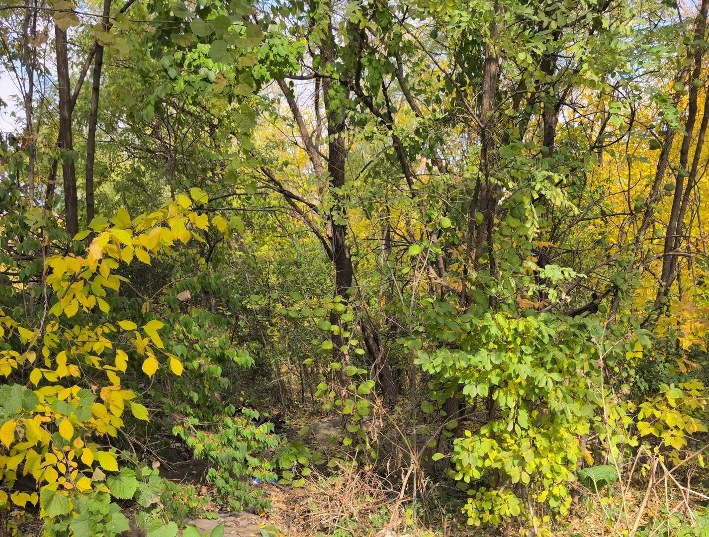 1213 W Park Front Street