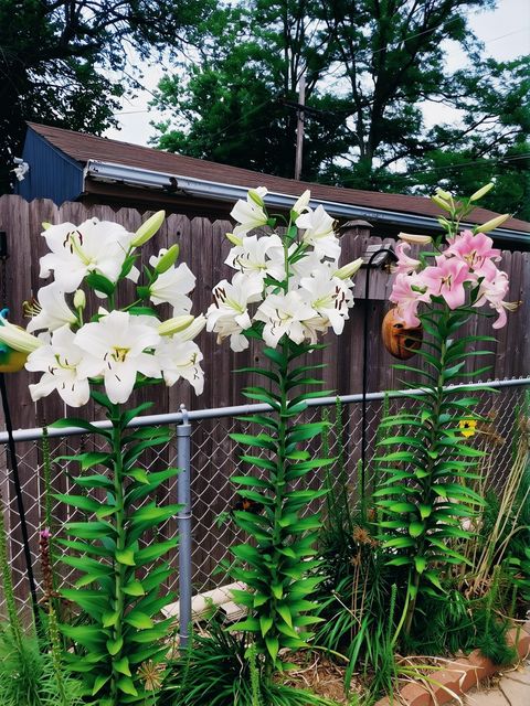 Tiny photo for 18547 Lexington Avenue, Homewood, IL 60430 (MLS # 12585725)