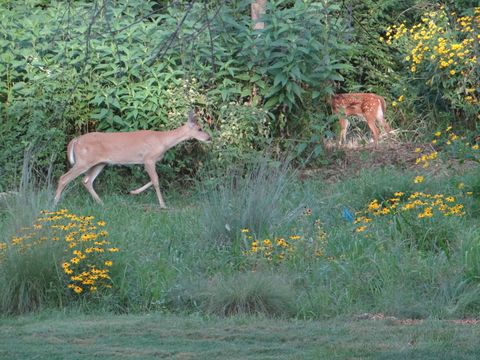 Tiny photo for 215 Wildflower Lane, La Grange, IL 60525 (MLS # 12451476)