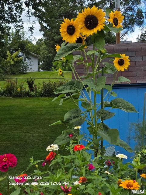 Tiny photo for 8114 9TH Street W, Rock Island, IL 61201 (MLS # QC4269670)