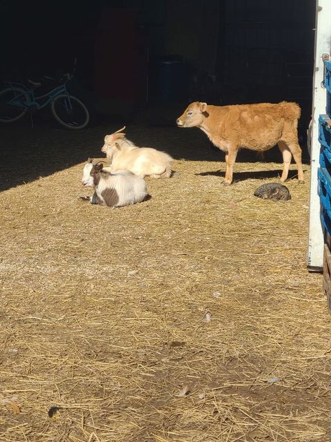 Tiny photo for 11071 Crimmin Road, Newark, IL 60541 (MLS # 12540213)