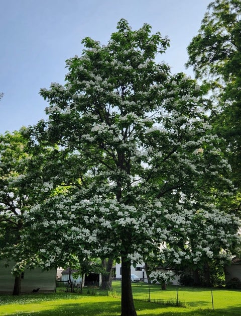 Tiny photo for 813 Harlem Road, Machesney Park, IL 61115 (MLS # 12772887)
