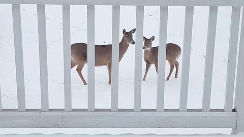 Tiny photo for 12255 Wildflower Lane, Huntley, IL 60142 (MLS # 12508121)