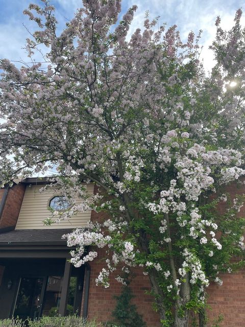 Tiny photo for 33561 N Royal Oak Lane #209, Grayslake, IL 60030 (MLS # 12588273)