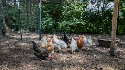 Tiny photo for 11N226 Peplow Road, Hampshire, IL 60140 (MLS # 12525324)