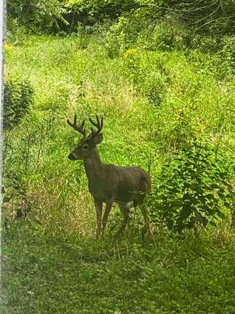 Tiny photo for 710 Short Street, Streator, IL 61364 (MLS # 12500198)