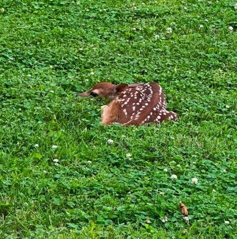 Tiny photo for 710 Short Street, Streator, IL 61364 (MLS # 12500198)