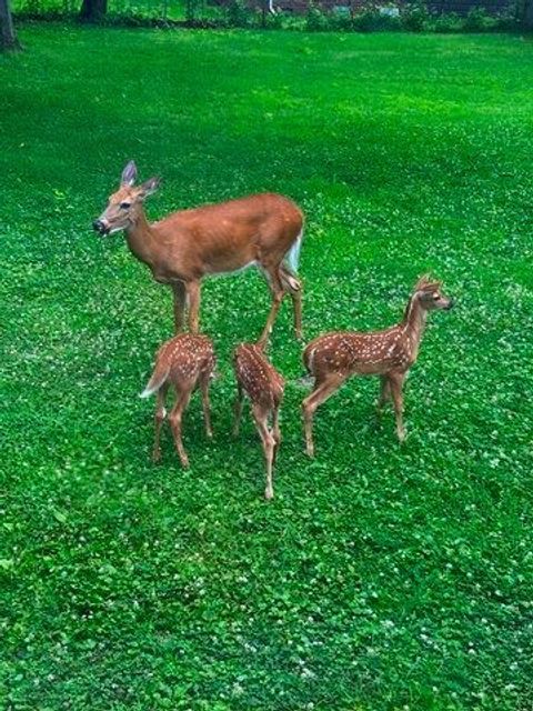 Tiny photo for 710 Short Street, Streator, IL 61364 (MLS # 12500198)