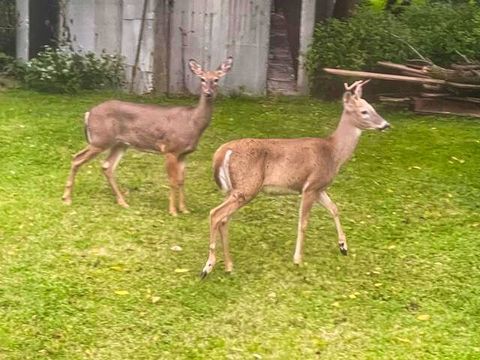 Tiny photo for 710 Short Street, Streator, IL 61364 (MLS # 12500198)