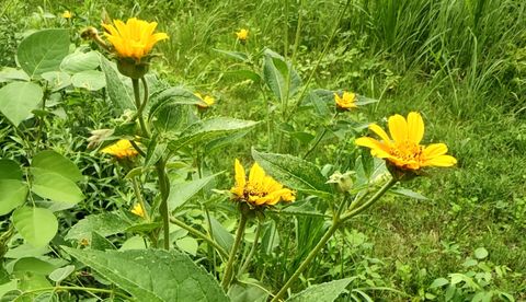 Tiny photo for 10386 B Fox River Drive, Newark, IL 60541 (MLS # 12431195)