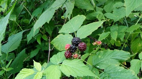 Tiny photo for 10386 B Fox River Drive, Newark, IL 60541 (MLS # 12431195)