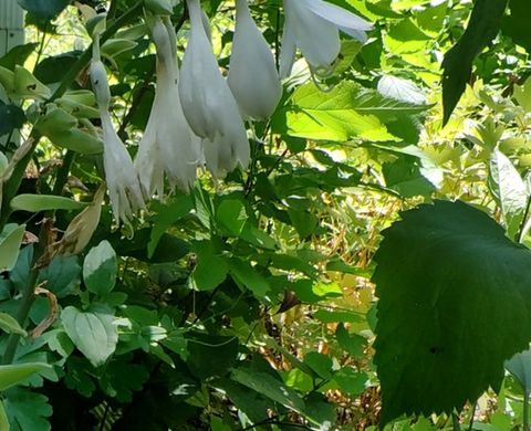 Tiny photo for 10386 B Fox River Drive, Newark, IL 60541 (MLS # 12431195)