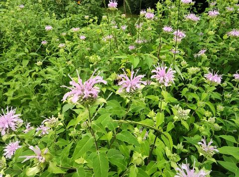 Tiny photo for 10386 B Fox River Drive, Newark, IL 60541 (MLS # 12431195)