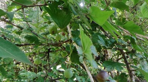 Tiny photo for 10386 B Fox River Drive, Newark, IL 60541 (MLS # 12431195)