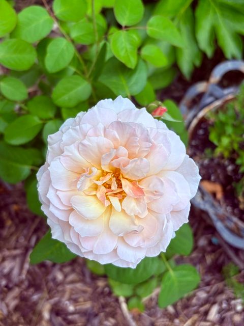 Tiny photo for 369 Vincent Place, Elgin, IL 60123 (MLS # 12522123)