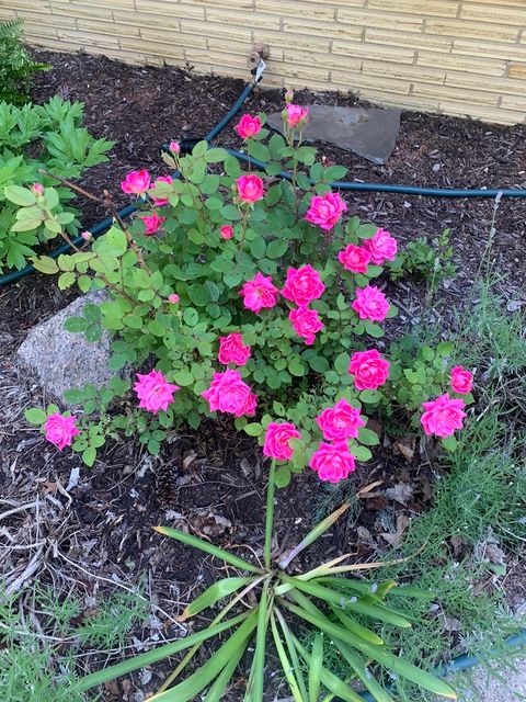 Tiny photo for 369 Vincent Place, Elgin, IL 60123 (MLS # 12522123)