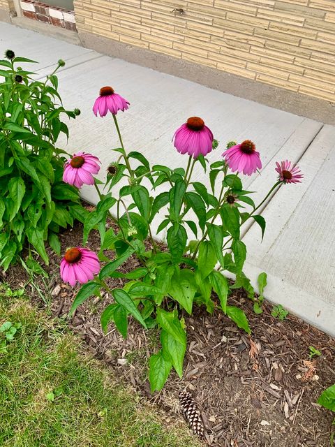 Tiny photo for 369 Vincent Place, Elgin, IL 60123 (MLS # 12522123)