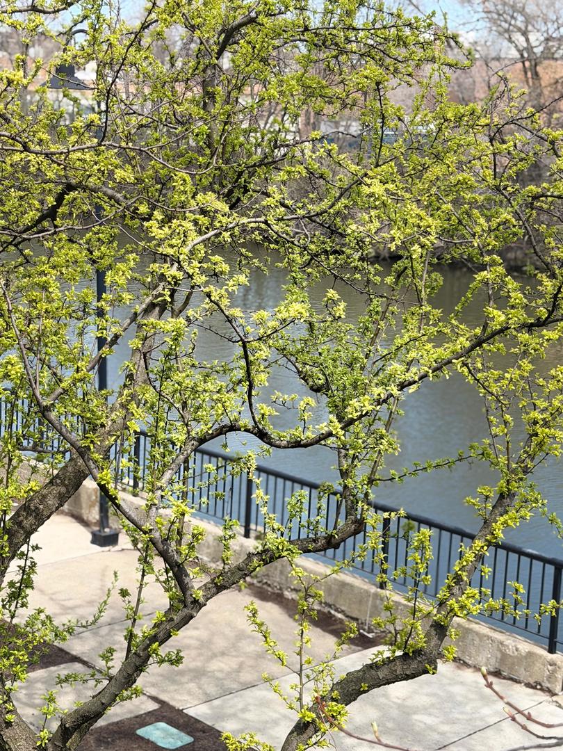 2917 N Claremont Avenue