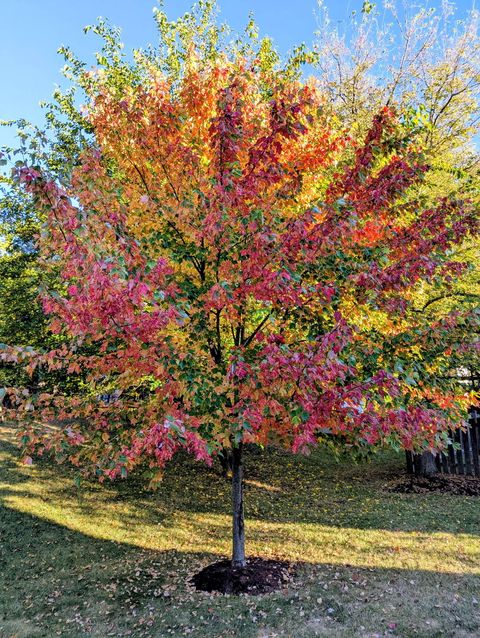 Tiny photo for 311 Briarwood Lane, Algonquin, IL 60102 (MLS # 12582947)