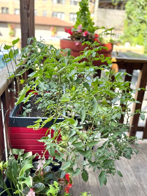 Tiny photo for 4182 N CLARENDON Avenue #1S, Chicago, IL 60613 (MLS # 12456240)