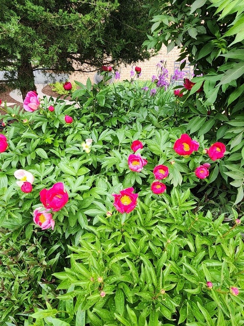 Tiny photo for 106 Carriage Road, North Barrington, IL 60010 (MLS # 12755975)