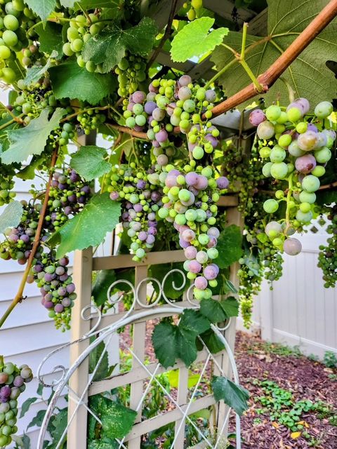 Tiny photo for 105 N Lincoln Avenue, Park Ridge, IL 60068 (MLS # 12604494)