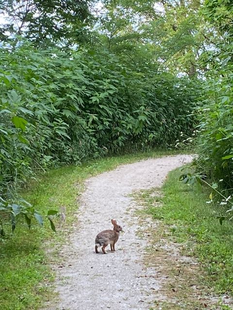 Tiny photo for 1347 Wild Indigo Road, Grayslake, IL 60030 (MLS # 12613081)