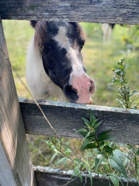 Tiny photo for 1347 Wild Indigo Road, Grayslake, IL 60030 (MLS # 12613081)