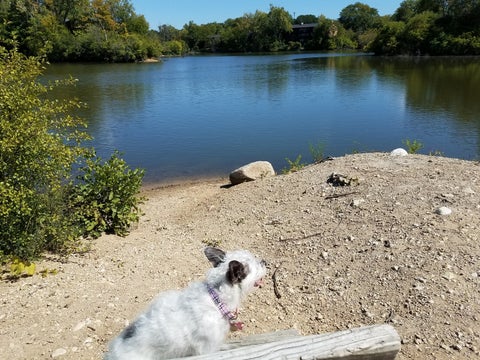 Tiny photo for Lisle, IL 60532 (MLS # 12764504)