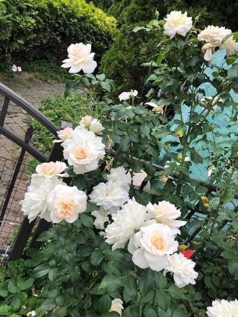 Tiny photo for 43W701 Willow Creek Drive, Elburn, IL 60119 (MLS # 12547125)