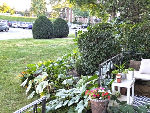 Tiny photo for 5540 WALNUT Avenue #23AA, Downers Grove, IL 60515 (MLS # 12758143)