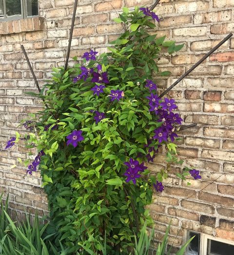 Tiny photo for 902 Sherwood Place, Joliet, IL 60435 (MLS # 12561659)