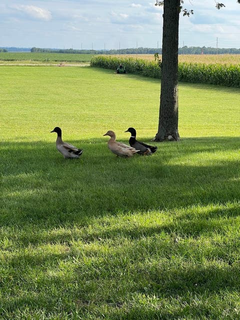 Tiny photo for 21184 ALLENTOWN Road, Pekin, IL 61554 (MLS # 12680876)