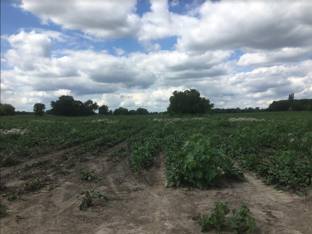 Lot 1A Koppie Road