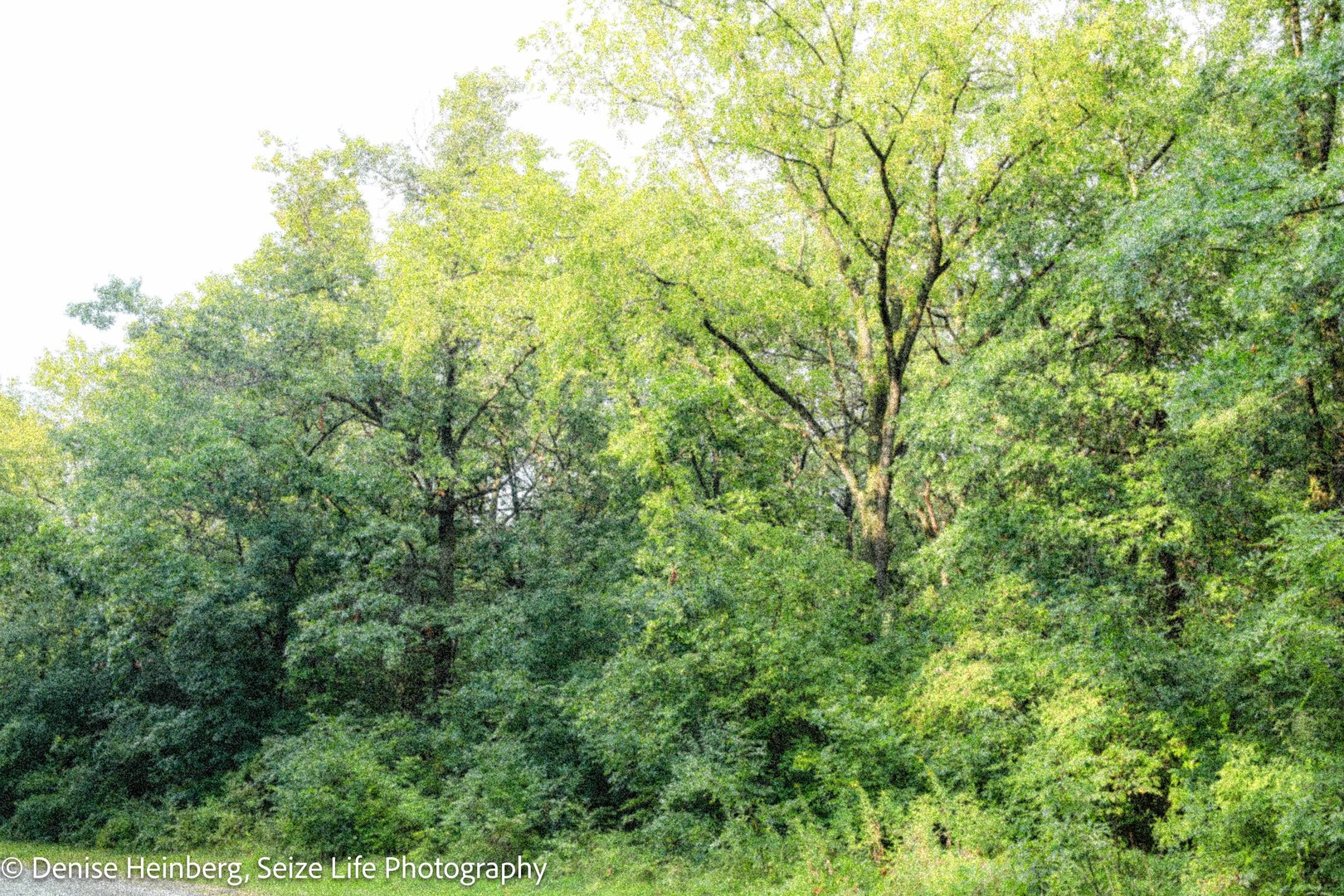 704 Echo (Lot 21) Trail