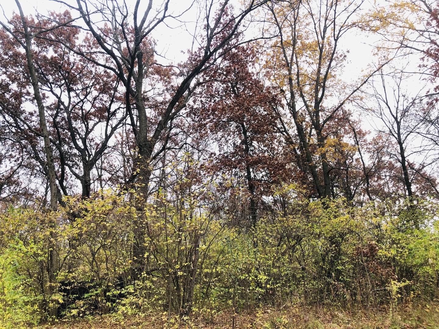 704 Echo (Lot 21) Trail